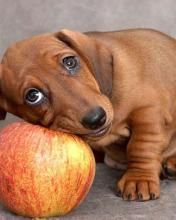 Apple Cinnamon Dog Treats