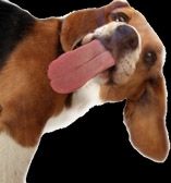 Dog licking good treat