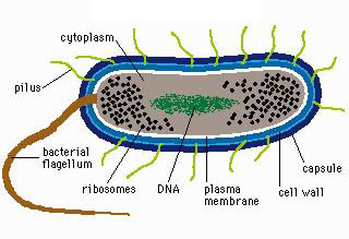 source: http://www.aunmas.com/ciencia/Bacterium.jpg