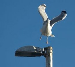 Seagull landing