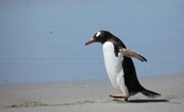 Gentoo Penguin walking along the beach