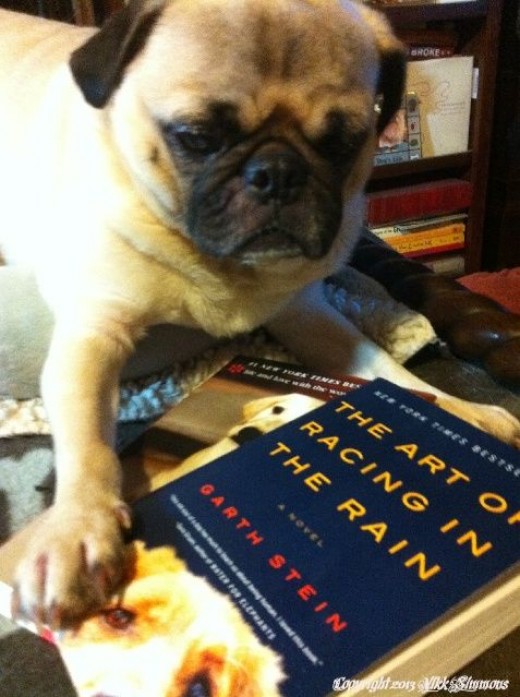 Charlie the Pug chooses books about dogs for summer reading copyright 2013 Vikk Simmons