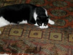Nellie - My Sister's Tuxedo Cat