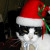 Nellie...tolerating Christmas dress-up!