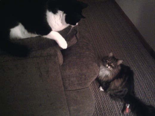 Keeping her distance from the new kid, Olive.