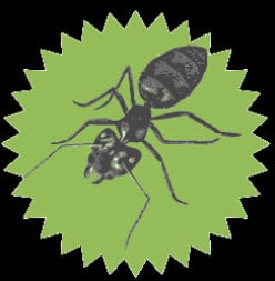 Backyard Fun: How to Build an Ant Habitat
