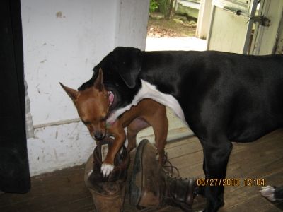 Lexie &amp; her best friend Marley playing this summer (Don't worry. He wasn't hurting her)