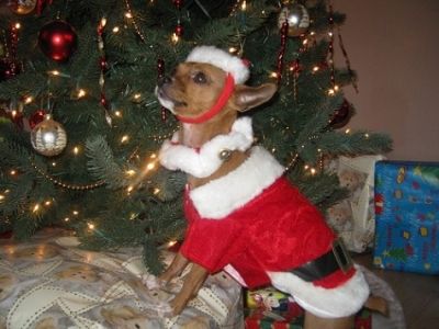 All ready for Christmas!