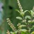 Tulsi or bansil plant