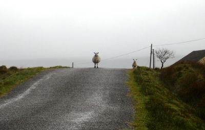 Irish Sheep Mafia