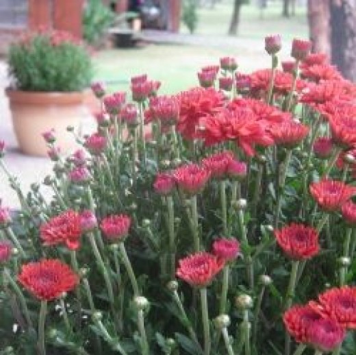What to Do With Mums in the Spring Dengarden