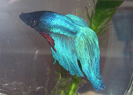 I used to have a Betta that looked like this