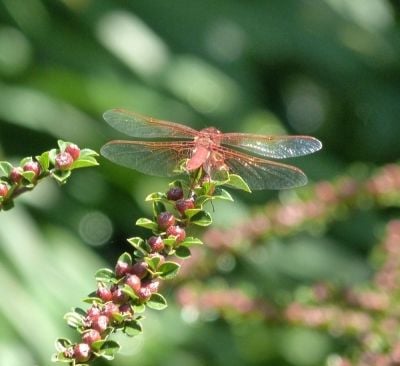 Dragonfly with its gossamer wings greet visitors