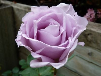 Our first purple rose, so fragrant and elegant