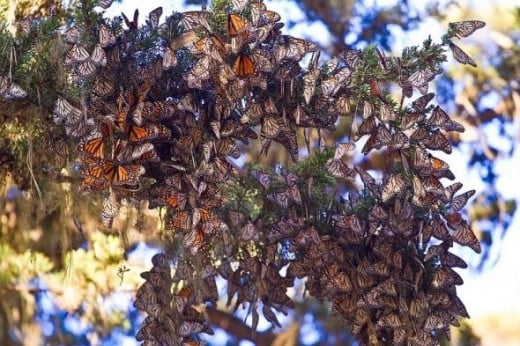 Wintering Monarchs in California