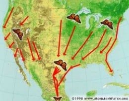 Monarch Fall Migration Route