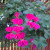 The name geranium and pelargonium are often interchanged. The leaves of a pelargonium has dark distinct bands or zones, hence these are referred to as zonal geraniums. The name geranium and pelargonium are often interchanged. The leaves of a pelargonium has dark distinct bands or zones, hence these are referred to as zonal geraniums.