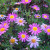 One can never have too many of these hardy and showy perennials. These grow like mounds of colorful flowers in reds, pinks, whites, yellows and blues and are the color palettes of my garden. I specially like the variety with several shades of reds an One can never have too many of these hardy and showy perennials. These grow like mounds of colorful flowers in reds, pinks, whites, yellows and blues and are the color palettes of my garden. I specially like the variety with several shades of reds an