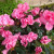 These azaleas are planted in a shaded area under a trellis by the pool. It likes acidic soil and the moist, damp environment, away from direct sunlight. These colorful blooms will only last for a few weeks, but their showy presence shouts "Spring is These azaleas are planted in a shaded area under a trellis by the pool. It likes acidic soil and the moist, damp environment, away from direct sunlight. These colorful blooms will only last for a few weeks, but their showy presence shouts "Spring is