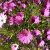 Legend has it that planting purple and yellow flowers in front of the house bring good luck and fortune to its owners. Legend has it that planting purple and yellow flowers in front of the house bring good luck and fortune to its owners.