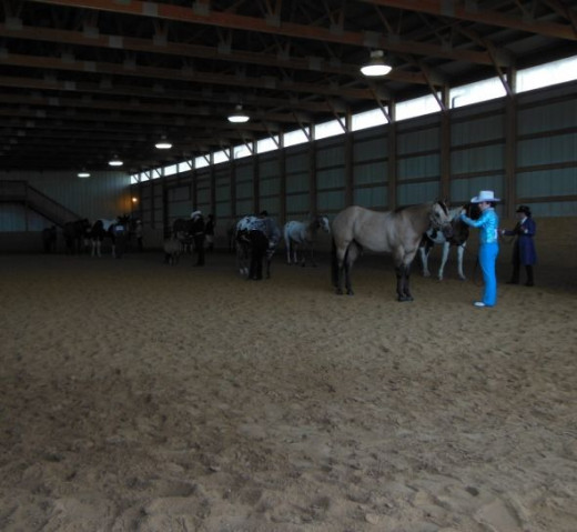 Teach Your Horse to Stand in a Line Up