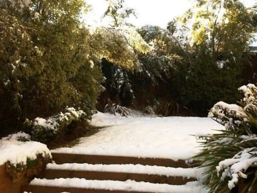 This was our garden in the snow