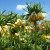 Fritillaria also come in yellow colors.  Pineapple?  Streetlight?  Sunflower?