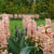 China Pink hyacinths at the Keukenhof Gardens.