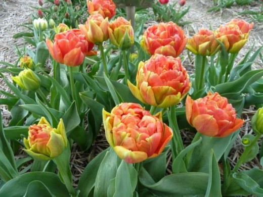 "Double tulips" almost look like some kind of peony.