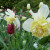 A big daffodil performer taking a bow.  Can't you see a garden fairy making friends with this one?