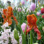 More parrot tulips.  These look really crazy!