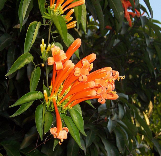 Orange Trumpet Creeper