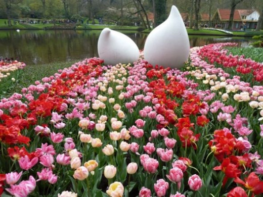 tulip picture Holland in spring