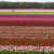A tulip field often has someone walking the field in the distance.  They are culling out the poor stock and the bulbs that are not the right color.