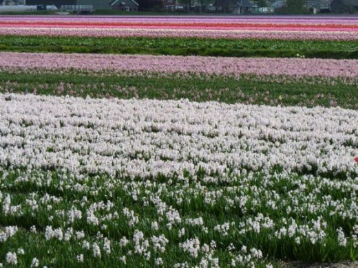 White hyacinths and white tulips are not so bright in nature, but are equally lovely.