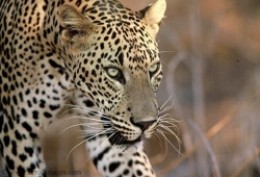 Leopard at Yala National Park