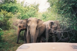 Elephants at Minneriya National Park