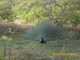 Peacock found in Kumana bird paradise