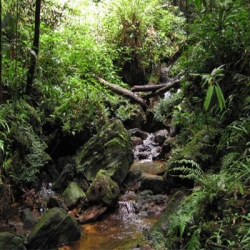 Sinharaja forest reserve