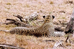 Leopard at Vilpaththu National Park