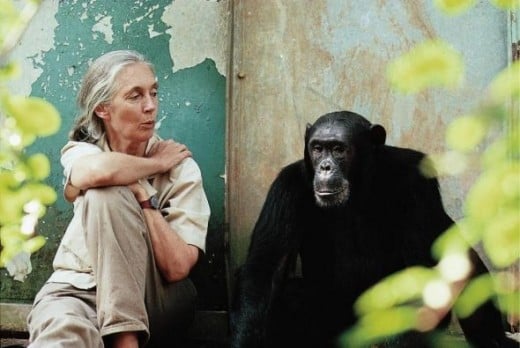 Dr. Jane Goodall with Gombe chimpanzee Freud © Michael Neugebauer