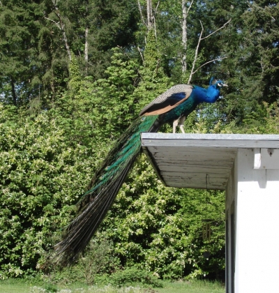 A Peacock Named Pedro