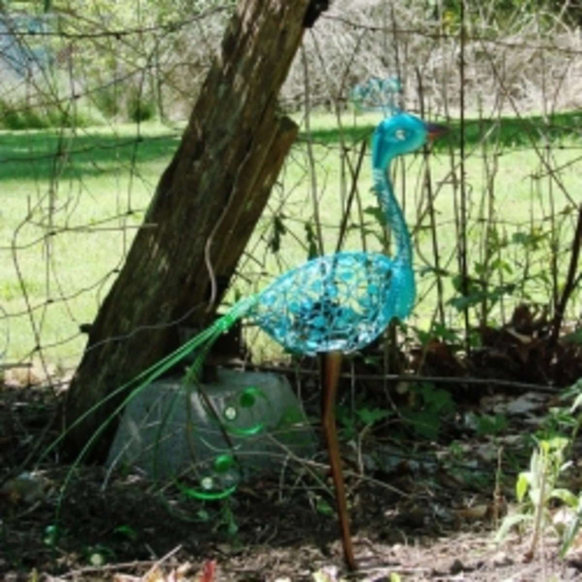 There's A Peacock In My Garden!