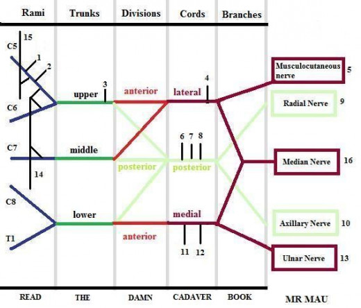 NERVES of the Brachial Plexus