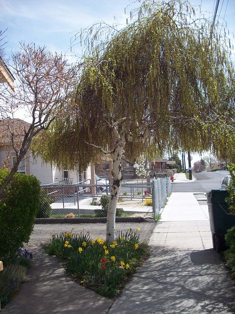 Weeping Willow and Blooming Spring Flowers