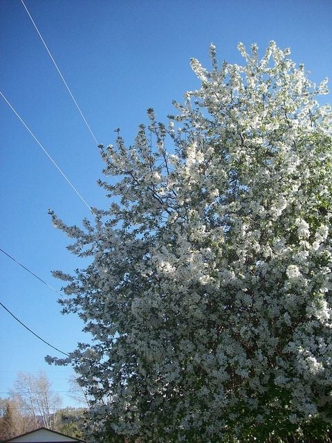 Flowering Tree in Reno Oxbow Park