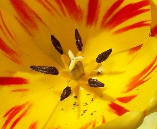 Flower Tulip Heart