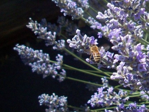 Bee on Lavender Flower