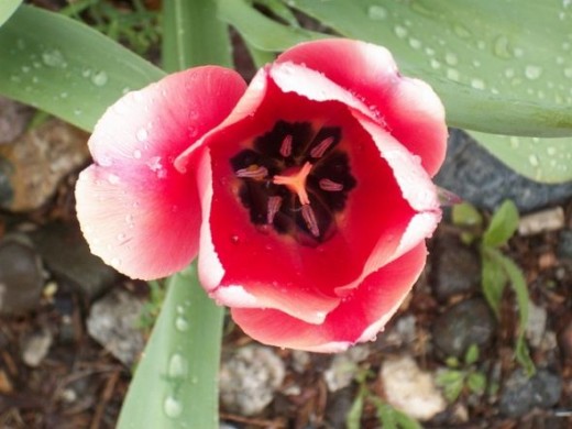 Raindrops in Tulips