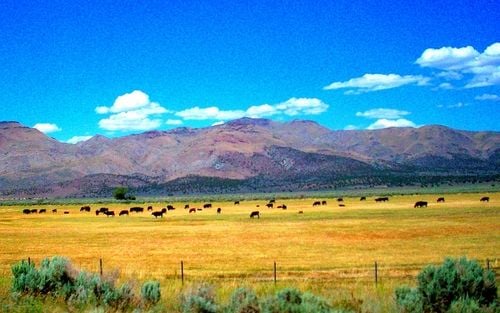 Cattle in a Pasture
